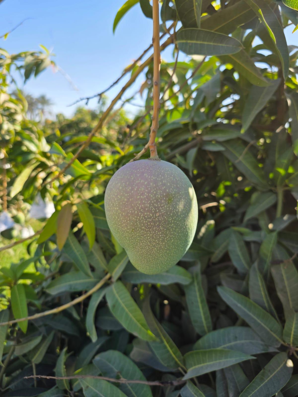 Egyptské mango připravené k dodání