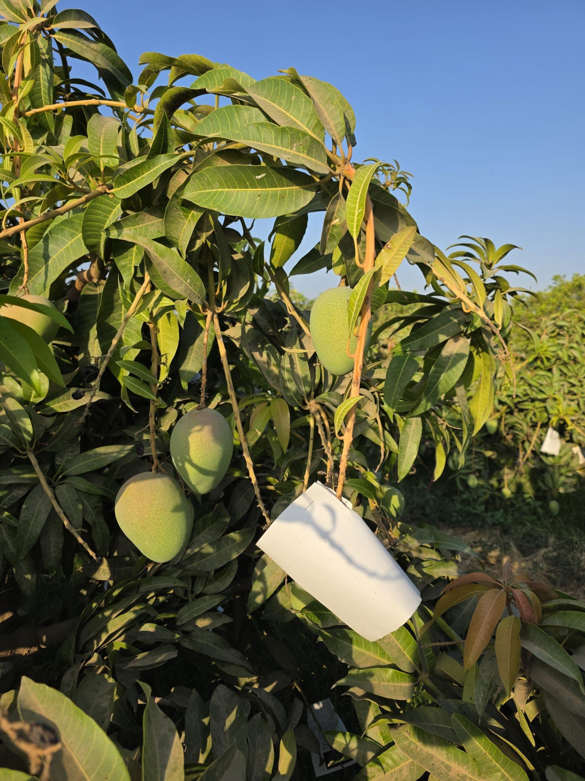 Prémiové egyptské mango z nabídky RAMSES MMH